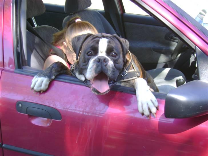 Boxer mickey billede 18