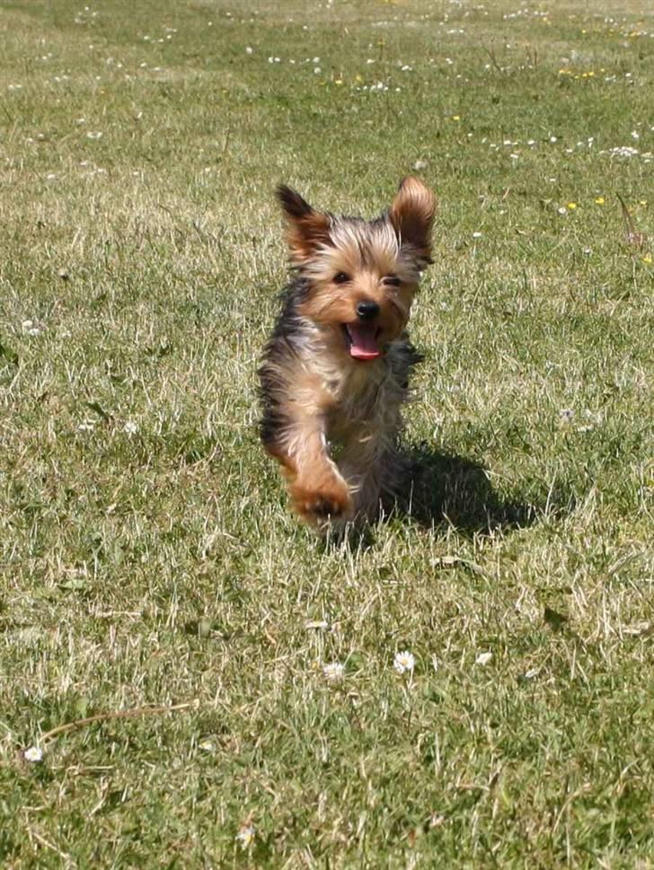 Blanding af racer Hugo - Der var han ude & lege med chilli, hvor han dog hyggede sig den dag :) billede 9