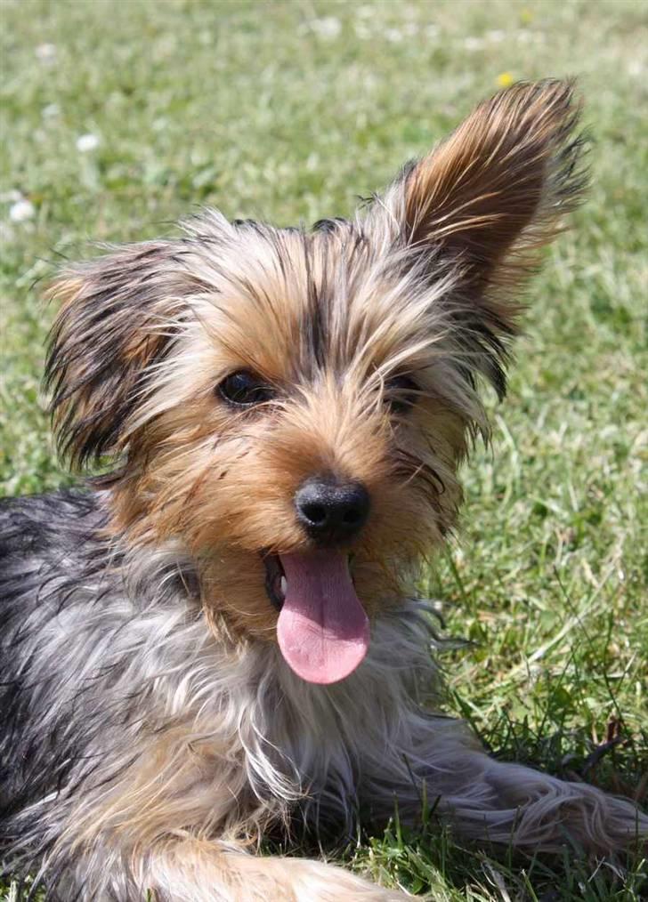 Blanding af racer Hugo - Der er han godt nok lige blevent løbet træt efter & have jagtet chilli med han´s pind, så han tager lige en slapper billede 10