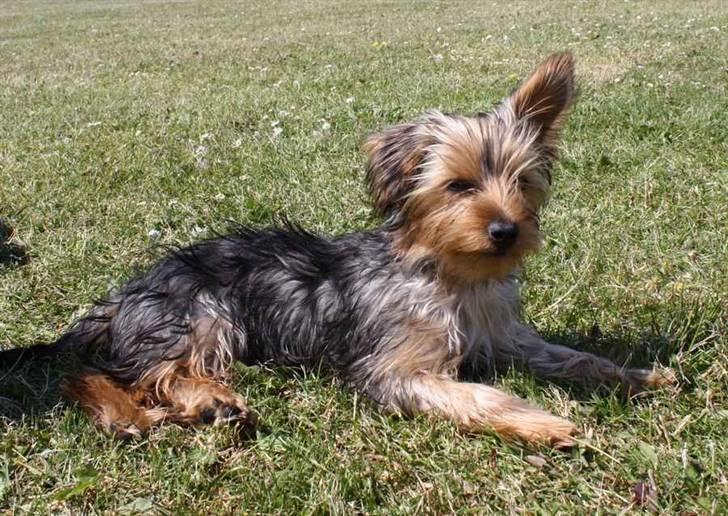 Blanding af racer Hugo - Endnu en lille slapper, hun er hård & løbe efter med de små ben jo hehe billede 11