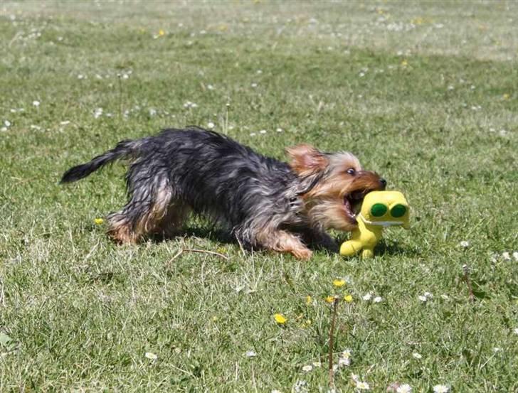 Blanding af racer Hugo - Fuld igang med & dræbe sit pivedyr billede 12