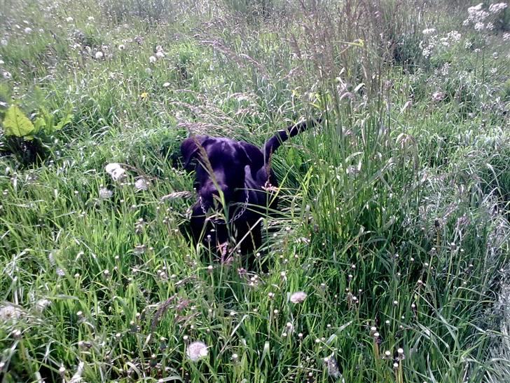 Labrador retriever Figo billede 1