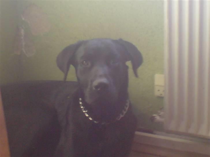 Labrador retriever Figo billede 2