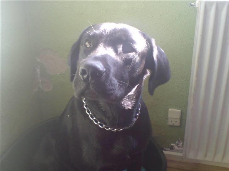 Labrador retriever Figo billede 3