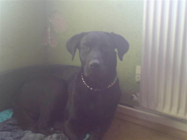 Labrador retriever Figo billede 4