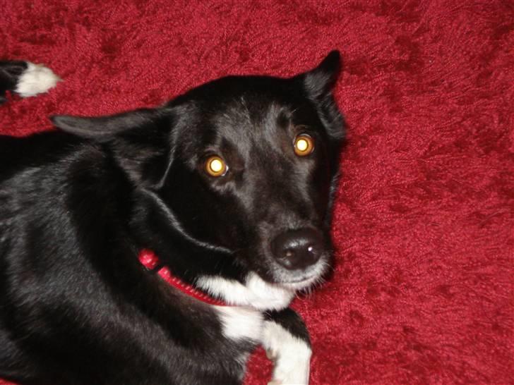 Blanding af racer tøzen - se mine øjne billede 2