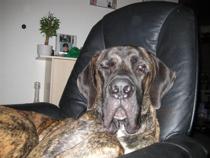 Blanding af racer Ozzy - Er jeg ikke dejlig billede 10