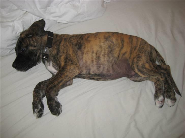 Blanding af racer Ozzy - I dag siger vægten 9,7 kg. Jeg er 8 uger og 3 dage. billede 11