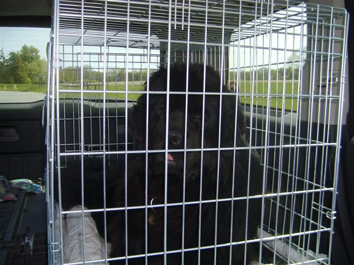 Newfoundlænder Møffe - hjælp jeg er smidt i burret ,ellers siger moar jeg fjanter rundt  billede 9