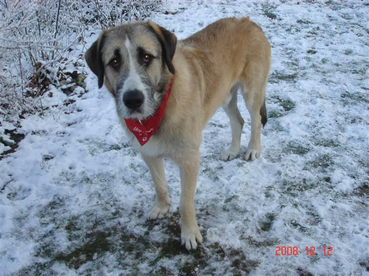 Blanding af racer Walde billede 1