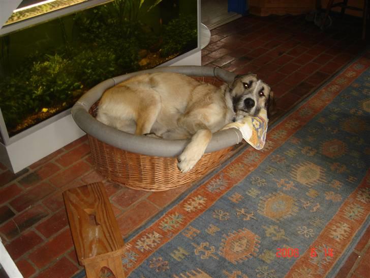 Blanding af racer Walde billede 2