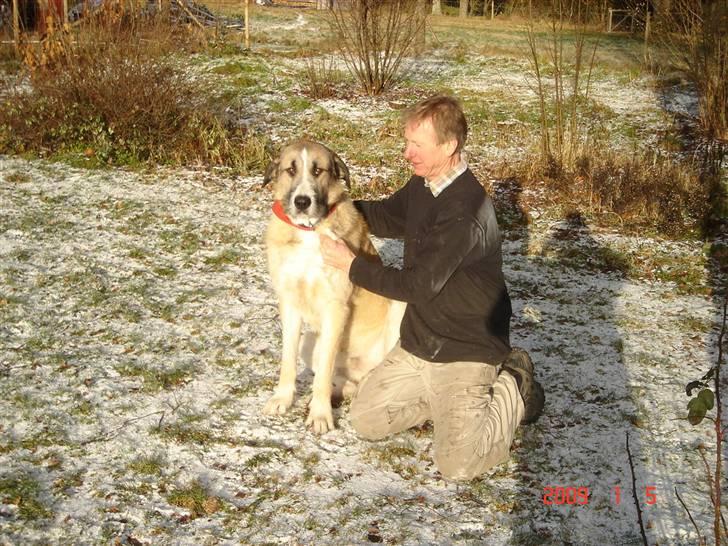 Blanding af racer Walde billede 3