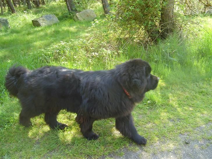Newfoundlænder Møffe - Dejligt at komme ud og gå tur  billede 10