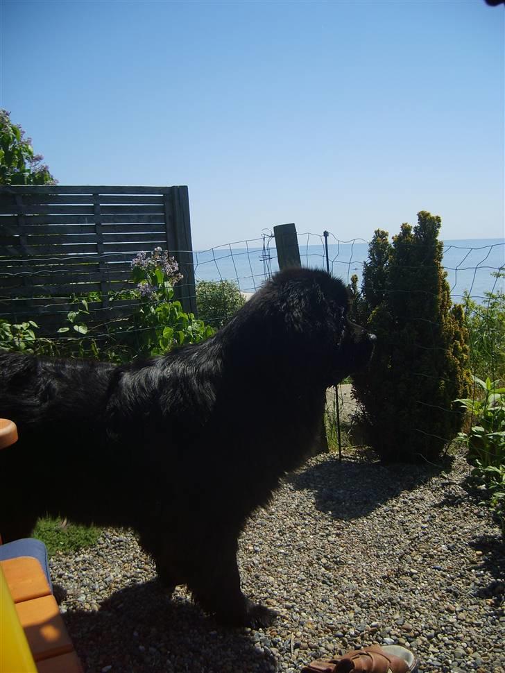 Newfoundlænder Møffe - Tror at jeg også vil ned og bade  billede 12