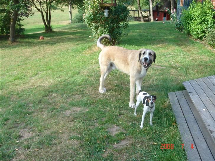 Blanding af racer Walde billede 4