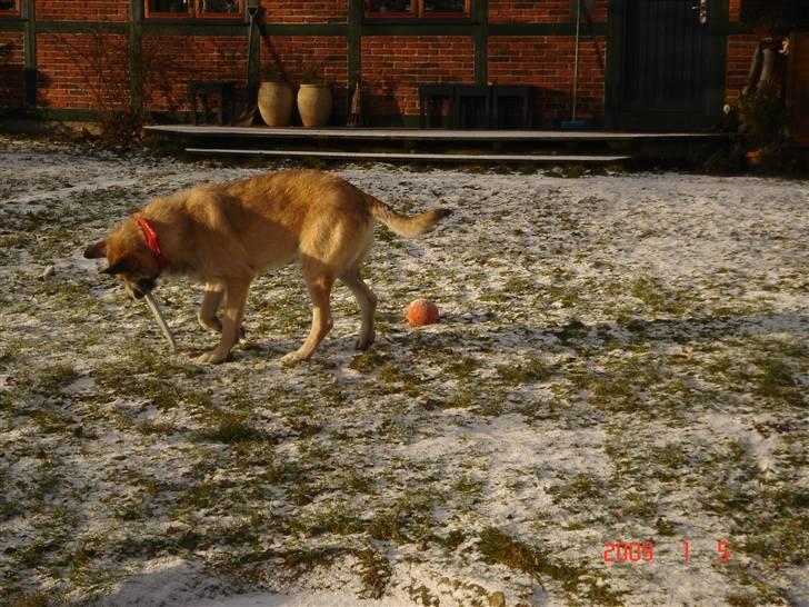 Blanding af racer Walde billede 5