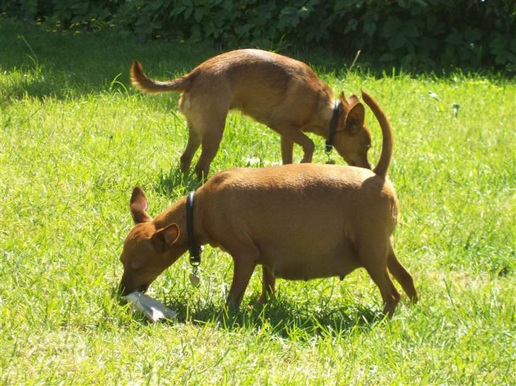 Dvaergpinscher Enya - Enya - juni 2009 - 9 dage til fødsel billede 15