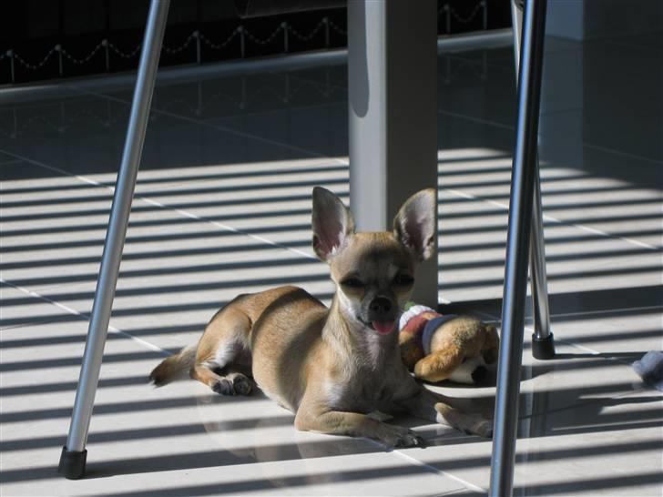 Chihuahua Chicka billede 7