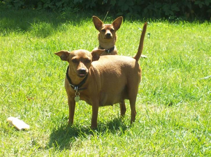 Dvaergpinscher Enya - Enya rækker tunge :-D - jnui 2009 billede 16