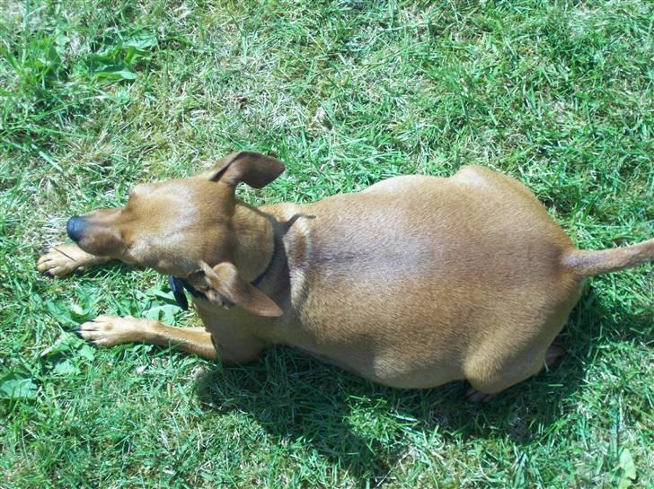 Dvaergpinscher Enya - Tykke Enya - juni 2009 - 9 dage til fødsel billede 17