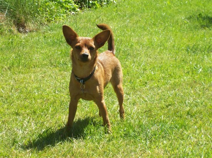 Blanding af racer Ellie - Ellie - juni 2009 billede 14