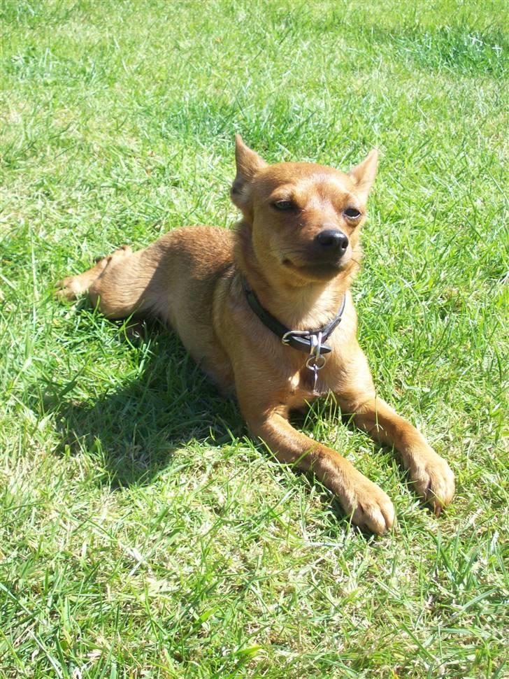 Blanding af racer Ellie - Fjollede Ellie - juni 2009 billede 15