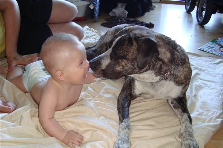 Blanding af racer Oompa - MYS billede 11