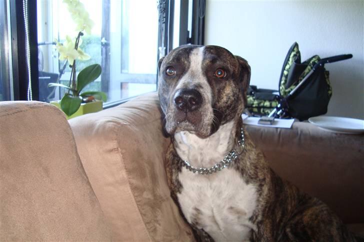 Blanding af racer Oompa billede 12