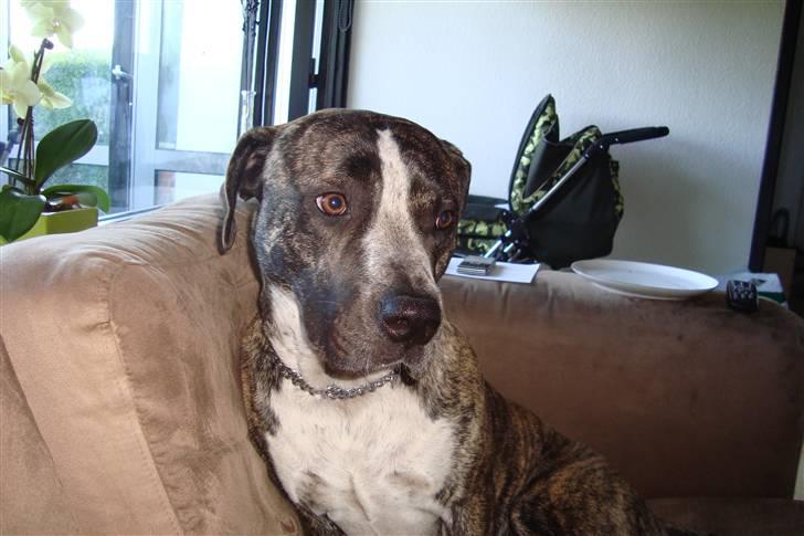 Blanding af racer Oompa billede 13