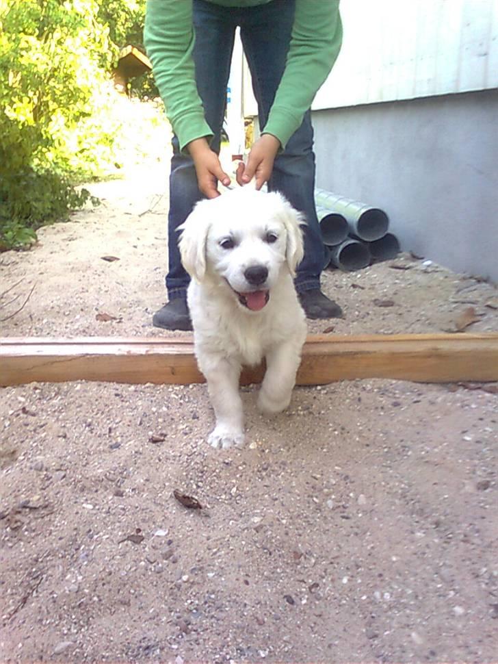 Golden retriever Golden Ciba F-Ro Snowie billede 3