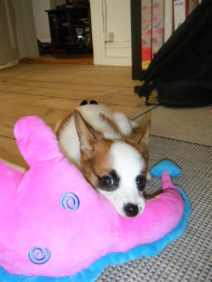 Blanding af racer Naima billede 11