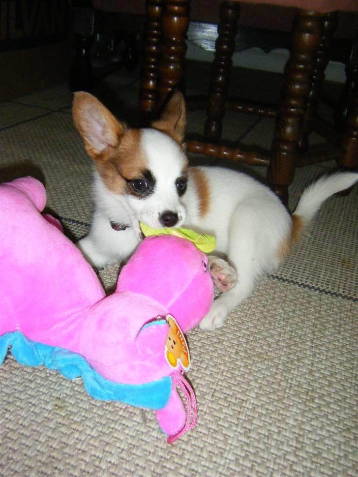 Blanding af racer Naima billede 12