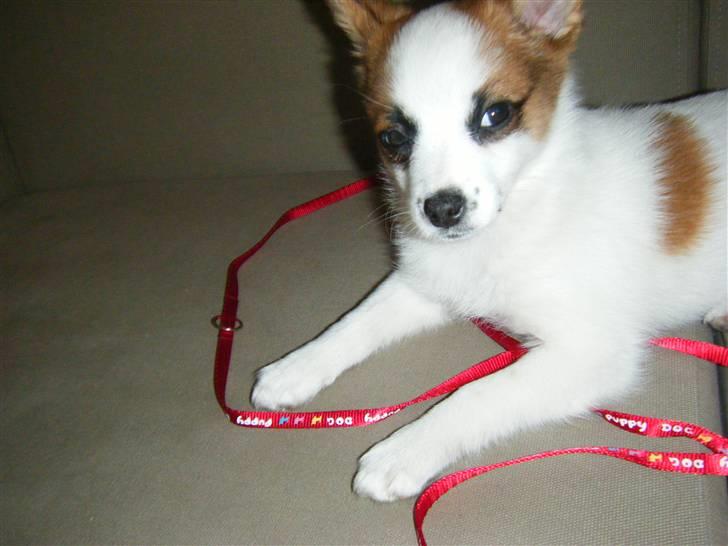 Blanding af racer Naima billede 13