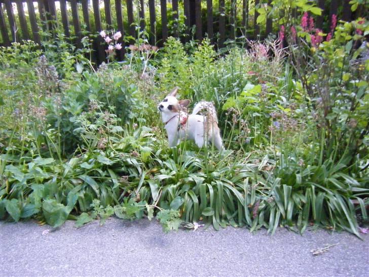 Blanding af racer Naima - Naimas ynglingssted i vores gård.  billede 14