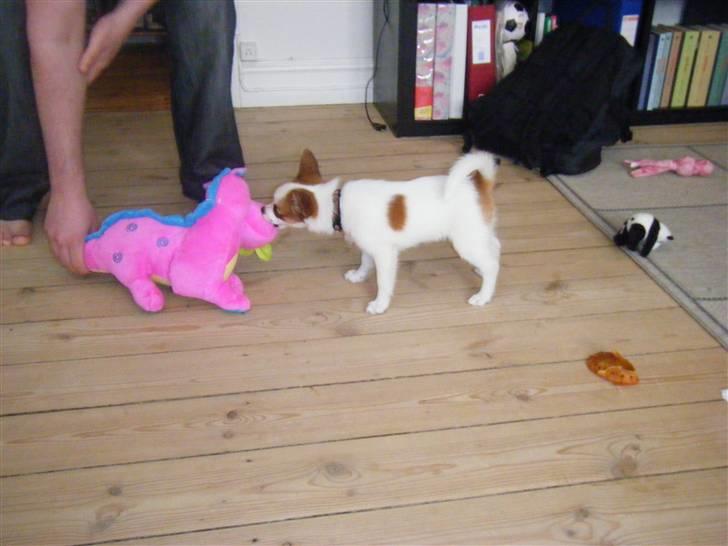 Blanding af racer Naima - Naima er lige så stor som hendes legebamse. ;) Den bliver godt nok også domineret tit. ;) billede 15