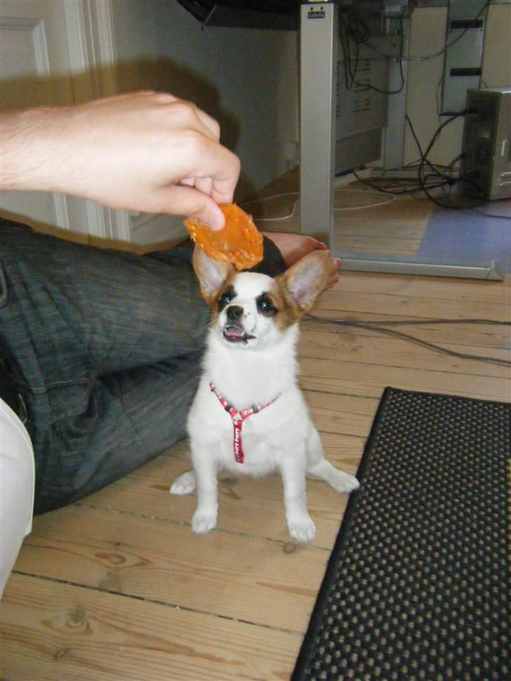 Blanding af racer Naima - LEG! :D billede 16