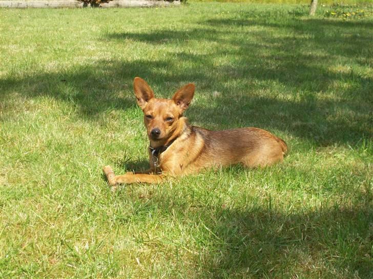 Blanding af racer Ellie - Ellie - juni 2009 billede 16