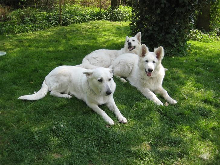 Hvid schæfer Mechlenborgs Aslan - Det er mig i midten, mor bagerst og papmoster forrest billede 8