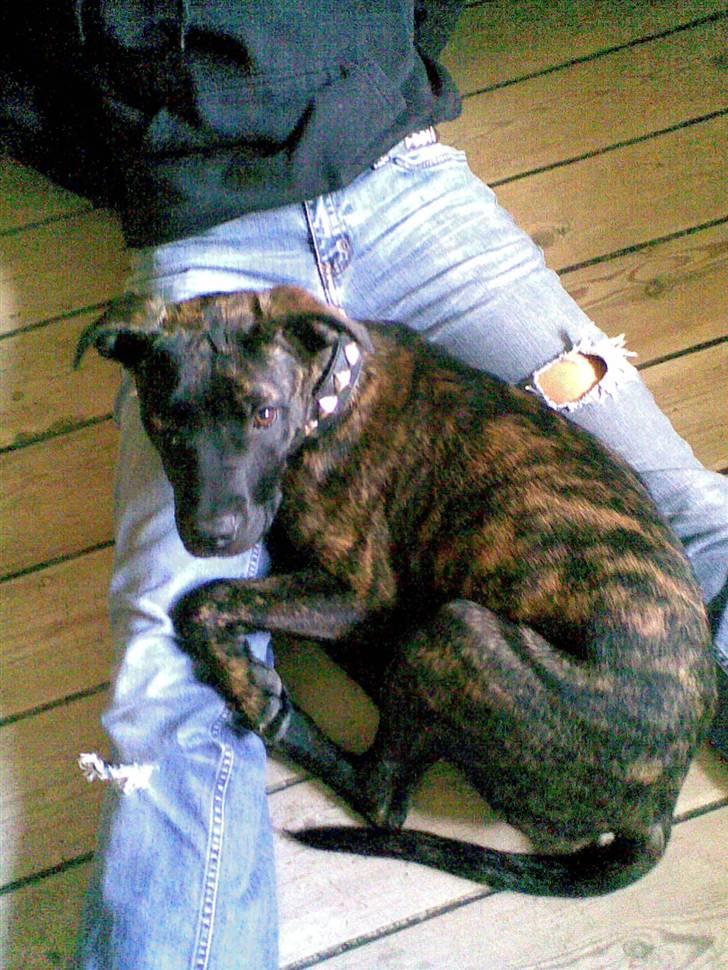 Amerikansk staffordshire terrier Sofie billede 12