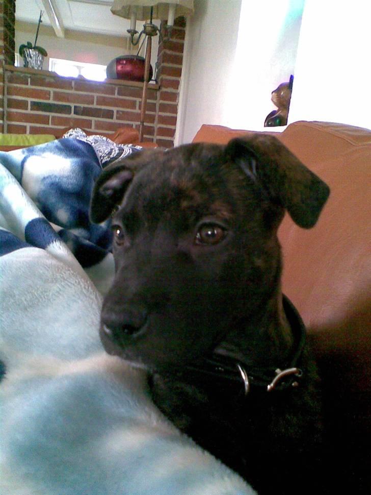 Amerikansk staffordshire terrier Sofie - her er hun ikke så gammel billede 13