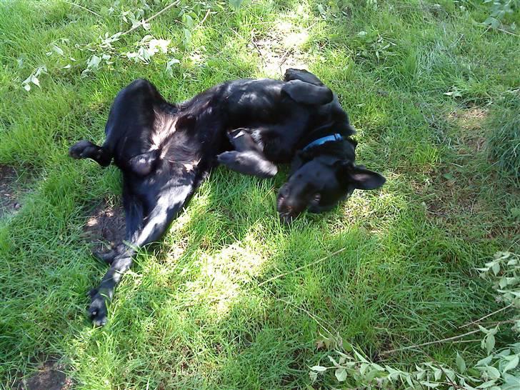 Blanding af racer konjak R.I.P billede 12