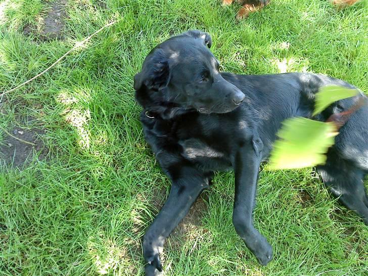 Blanding af racer konjak R.I.P billede 13