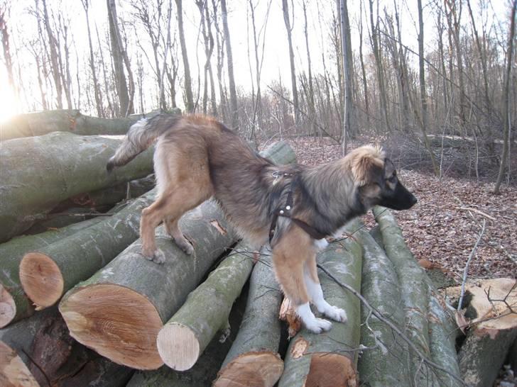 Blanding af racer Coda - Den frygtløse lille bjergged billede 9
