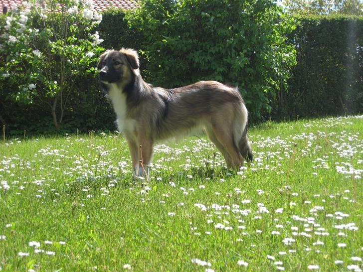 Blanding af racer Coda - Coda behøver ingen tavle for at se godt ud billede 11