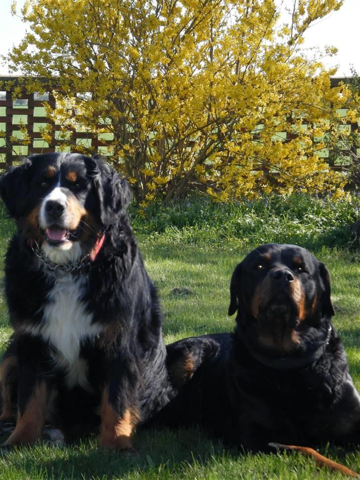 Rottweiler bacchus billede 17