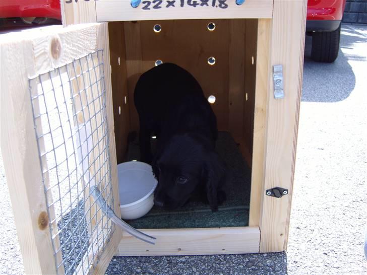 Cocker spaniel Cargo billede 1