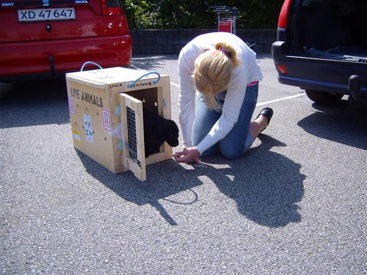 Cocker spaniel Cargo billede 2