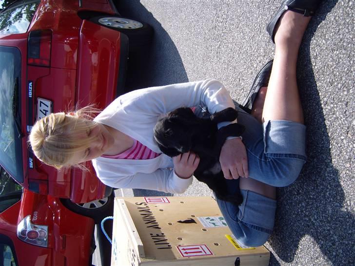 Cocker spaniel Cargo billede 3