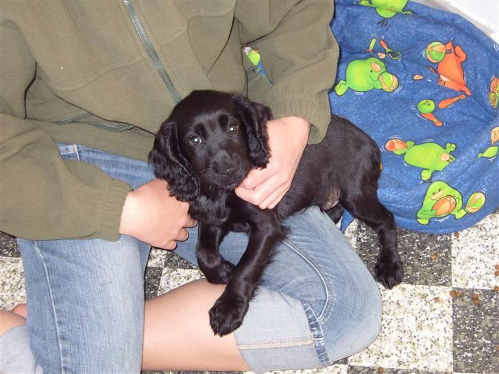 Cocker spaniel Cargo billede 4