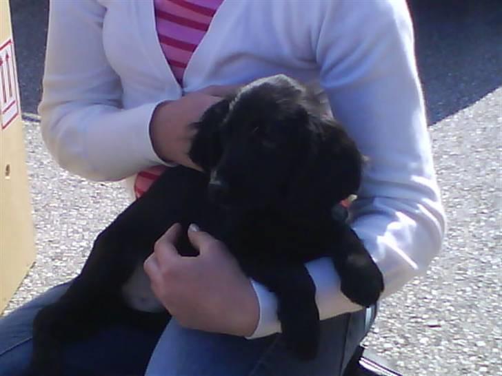 Cocker spaniel Cargo billede 5